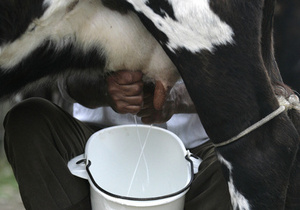 Кабмин будет выплачивать 5 тыс. грн за каждую корову производительностью более 4,3 тыс. литров