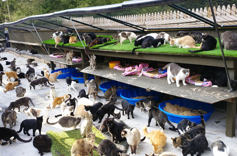 Житель Нью-Йорка поселил 300 кошек у себя дома