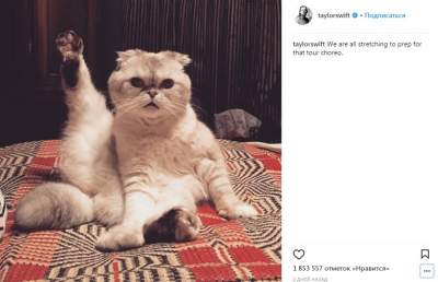 Кошка популярной певицы повторила фирменную позу Виктории Бекхэм