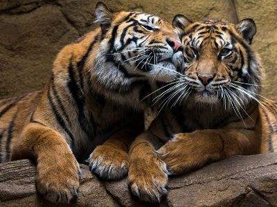 Нежные игры тигров умилили посетителей зоопарка
