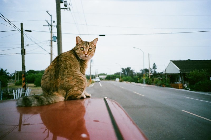 Тайваньский фотограф снимает колоритных уличных котов