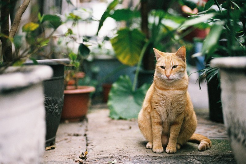 Тайваньский фотограф снимает колоритных уличных котов