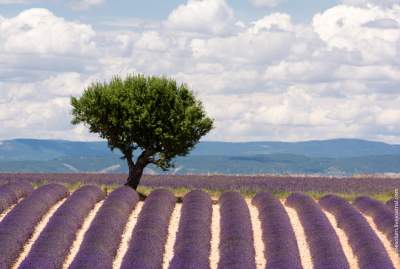 Удивительные по красоте пейзажи лавандовых полей Прованса. Фото