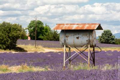 Удивительные по красоте пейзажи лавандовых полей Прованса. Фото
