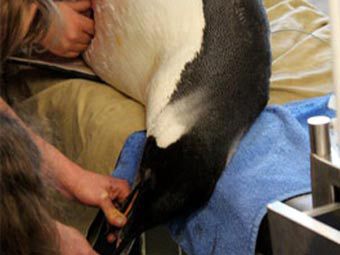 Приплывшему в Новую Зеландию пингвину помогут вернуться домой