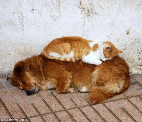 Кошки, которые очень любят спать на собаках (ФОТО)