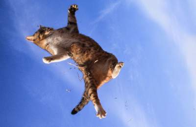 «Летающие» коты в подборке уморительных снимков