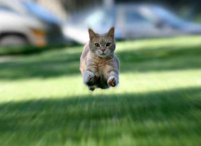«Летающие» коты в подборке уморительных снимков