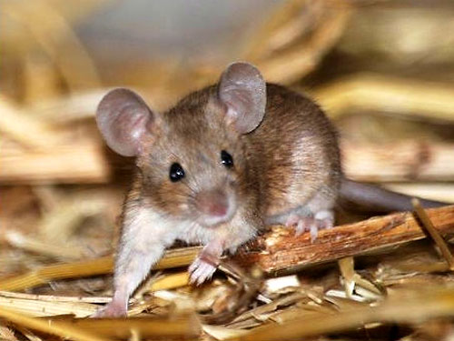 Европейские мыши невиновны в распространении чумы в XIV веке