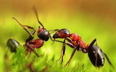 При создании новых антибиотиков могут использовать муравьев