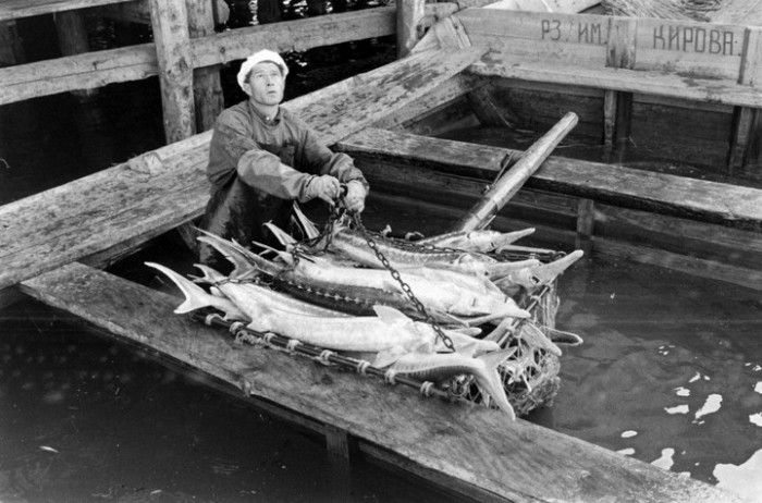 Как добывали черную икру в СССР на фотоснимках американского фотографа