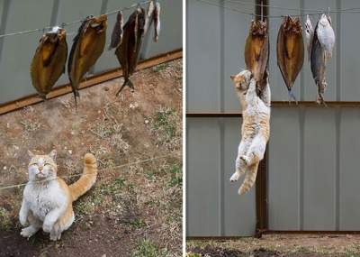 Хитрые коты, пойманные на месте "преступления"