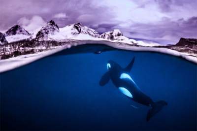 Победители конкурса подводной фотографии Underwater Photographer of the Year. Фото