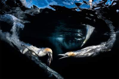 Победители конкурса подводной фотографии Underwater Photographer of the Year. Фото