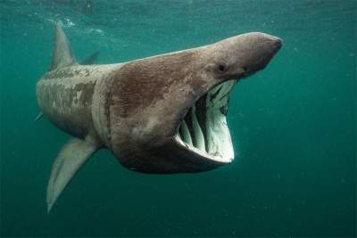 Победители конкурса подводной фотографии Underwater Photographer of the Year. Фото