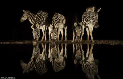 Лучшие снимки по версии Wildlife Photographer of the Year. Фото