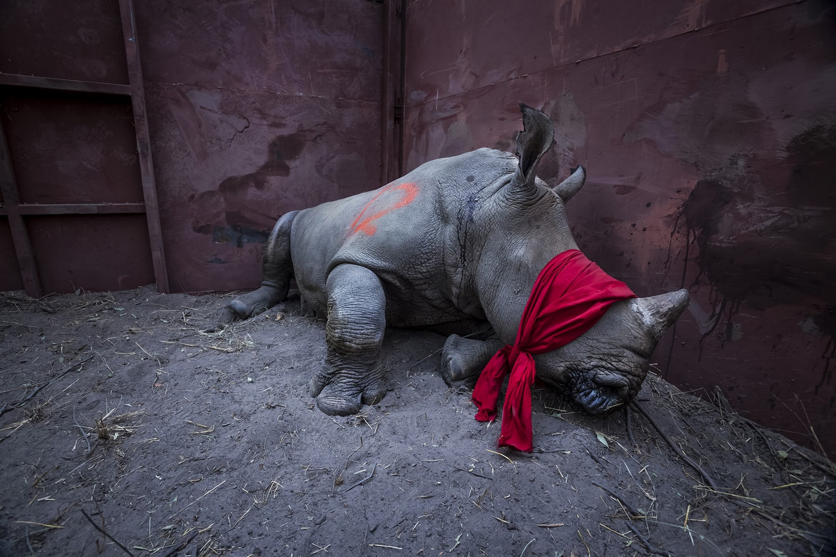 Финалисты конкурса фотожурналистов World Press Photo 2018