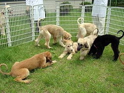 Щенков первого в мире клонированного пса раздают бесплатно