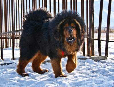 Самые большие в мире породы собак. Фото