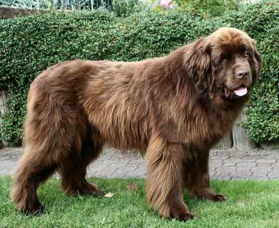 Самые большие в мире породы собак. Фото