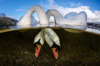 Победители конкурса подводной фотографии Underwater Photographer of the Year. Фото