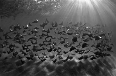 Победители конкурса подводной фотографии Underwater Photographer of the Year. Фото