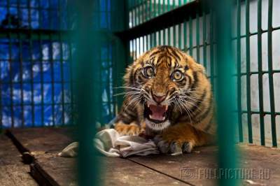 Победители конкурса «Wildlife Photographer of the Year 2017». Фото