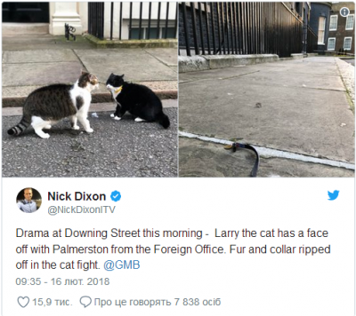 "Политический" конфликт: в Британии кот премьера подрался с котом главы МИД