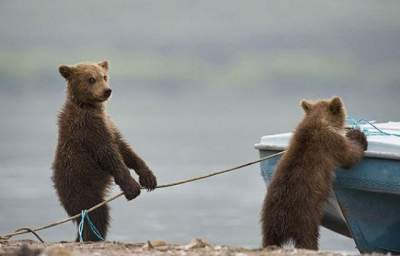Забавные медведи, которых застукали за человеческими занятиями