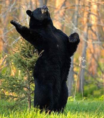 Забавные медведи, которых застукали за человеческими занятиями