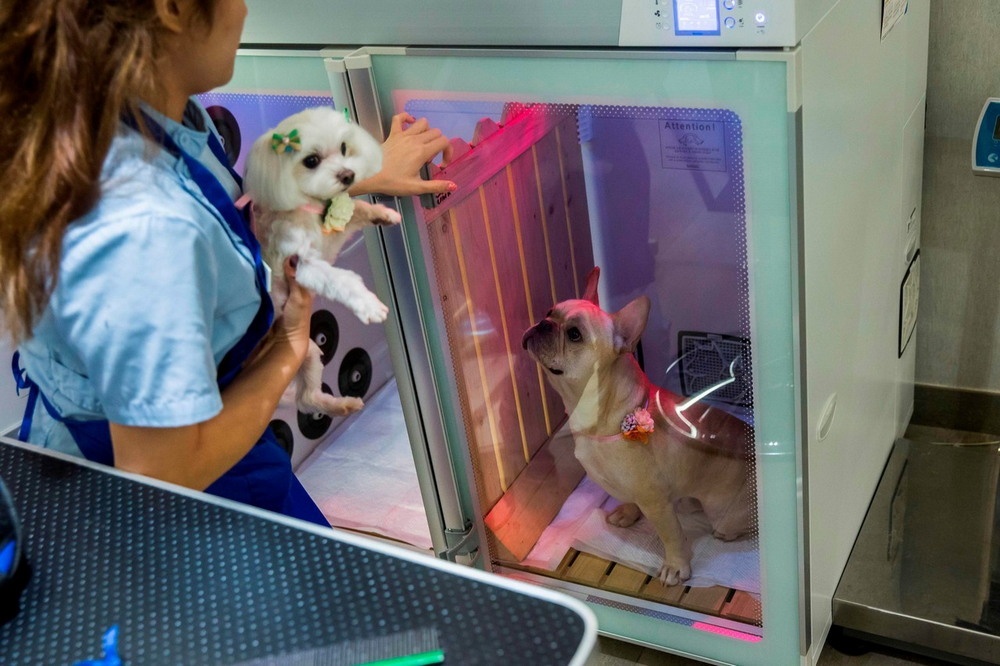 Салоны для собак в Гонконге