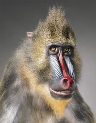 Портреты исчезающих видов животных от талантливого британца. Фото