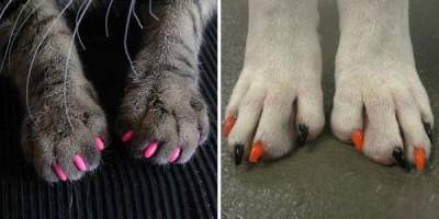 Когда хозяин – идиот: фотки собак, которым накрасили ногти