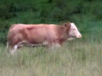 Сбежавшую с фермы в конце мая немецкую корову удалось поймать лишь в первый день осени