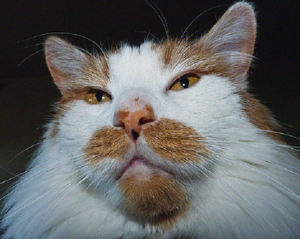 Стильные коты с усами и бородами