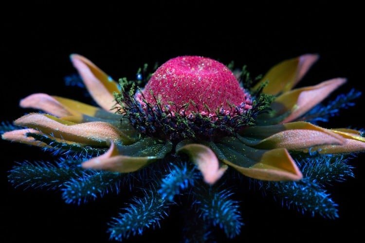 Флуоресцирующие цветы от Крейга Бэрроуза