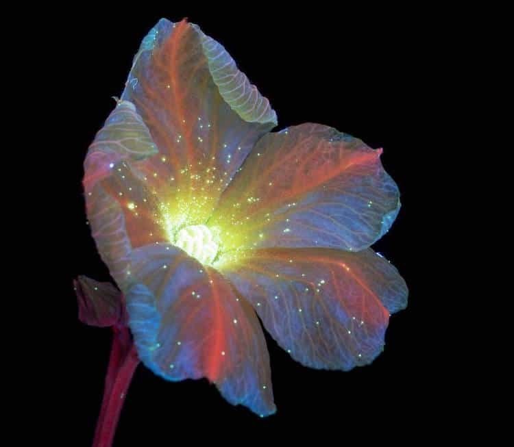 Флуоресцирующие цветы от Крейга Бэрроуза