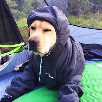 Парень покорил Instagram, отправившись в поход с собакой. Фото