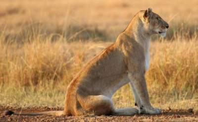 Хит Сети: львица приютила детеныша антилопы