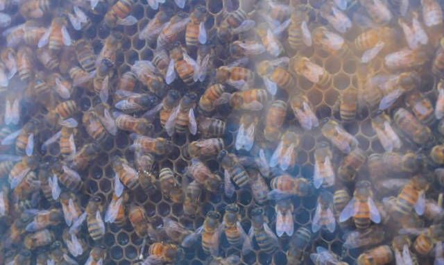 Пчелы вместо домашних любимцев