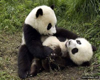 Двадцать причин считать панд самыми очаровательными созданиями на планете. Фото