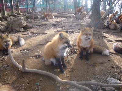 Виртуальная прогулка по японской деревне лис. Фото 