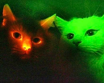 В США врачи вывели светящихся котов для изучения СПИДа