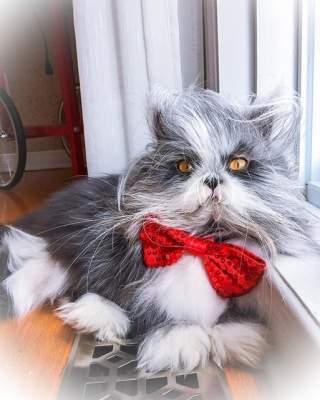 Лохматый кот стал новой звездой Instagram