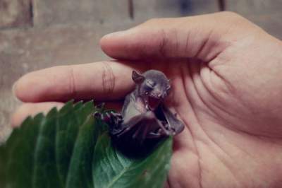 Семнадцать причин считать летучих мышей чудесными созданиями. Фото