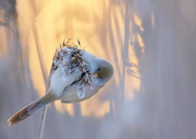 Лучшие снимки птиц конкурса Bird Photographer of the Year 2017. Фото