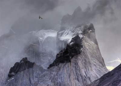 Лучшие снимки птиц конкурса Bird Photographer of the Year 2017. Фото