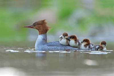 Лучшие снимки птиц конкурса Bird Photographer of the Year 2017. Фото