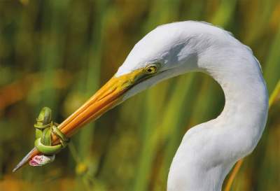 Лучшие снимки птиц конкурса Bird Photographer of the Year 2017. Фото