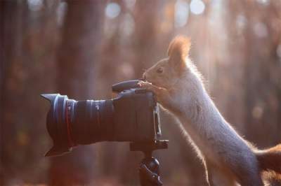 Эти забавные животные хотят стать известными фотографами